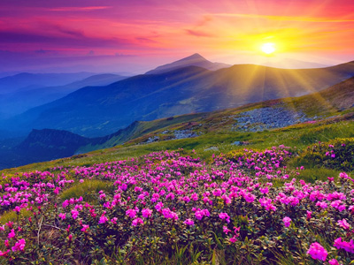 Valley of Flowers